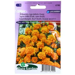 Oeillet d'inde orange 