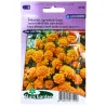 Oeillet d'inde orange 
