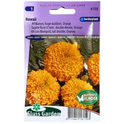 Tagète Rose d'inde Orange