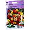 Zinnia Lilliput Mix
