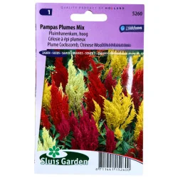 Célosie à épi plumeux