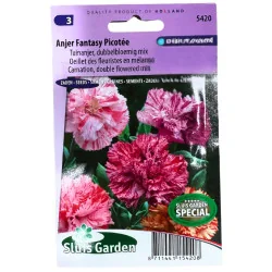 Oeillet des fleuristes en mélange