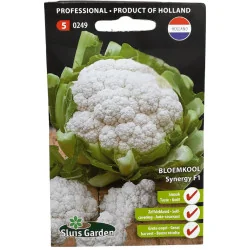 Chou fleur Synergy