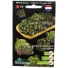 Salade Kalettes