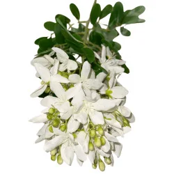 P02 Fleur Arti (Blanc)