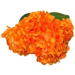 Hortensia Grosse fleur (Orange)