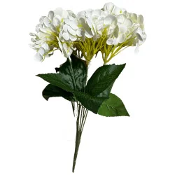 Hortensia Grosse fleur (Blanc)