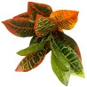 Feuillage Croton