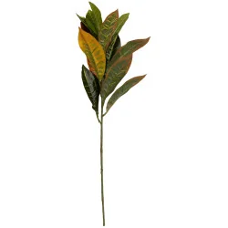 Feuillage Croton