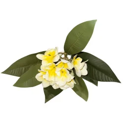 Tipanier blanc coeur jaune