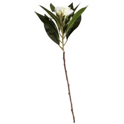 Tipanier blanc coeur jaune