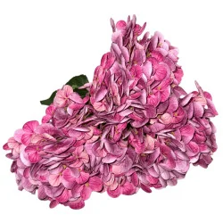Hortensia Grosse fleur Rose foncé