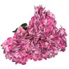 Hortensia Grosse fleur Rose foncé