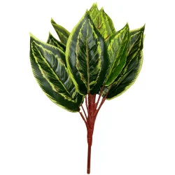 Calathea strié jaune