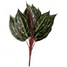 Calathea rouge