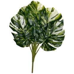 Feuillage Monstera Panaché Plein