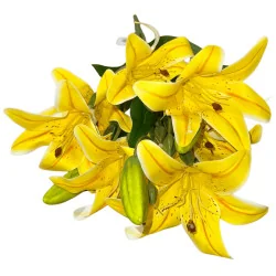 Bouquet de Lys Jaune