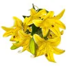 Bouquet de Lys Jaune
