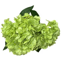 Bouquet d’Hortensias Verts