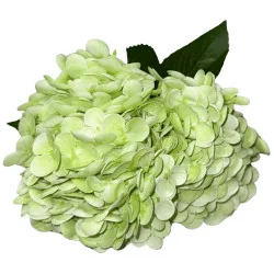 Hortensia Grosse Fleur vert clair