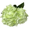 Hortensia Grosse Fleur vert clair
