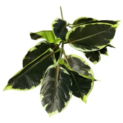 Feuillage artificiel Ficus élastica panaché – Vert foncé & vert clair
