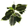 Feuillage artificiel Ficus élastica panaché – Vert foncé & vert clair