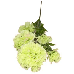 Œillet artificiel – Vert clair