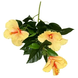 Hibiscus artificiel – Jaune tropical