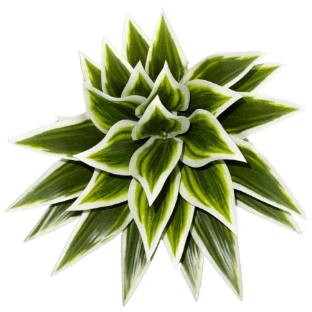 Plante artificielle – Sansevieria vert-blanc