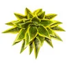 Plante artificielle – Sansevieria verte à bord jaune