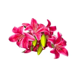 P12 Bqt Main Lys Rose foncé