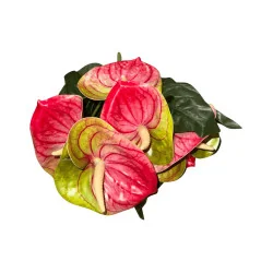 Branche d’Anthurium Rouge et Vert