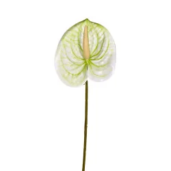 Anthurium Blanc et Vert