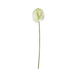 Anthurium Blanc et Vert