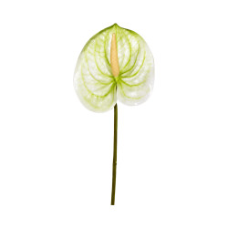 Tige d’Anthurium Artificiel Blanc et Vert