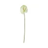 Anthurium Blanc et Vert