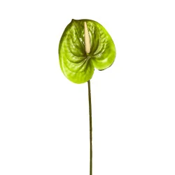 Anthurium Vert