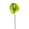 Anthurium Vert