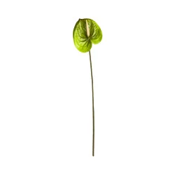 Anthurium Vert