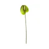 Anthurium Vert