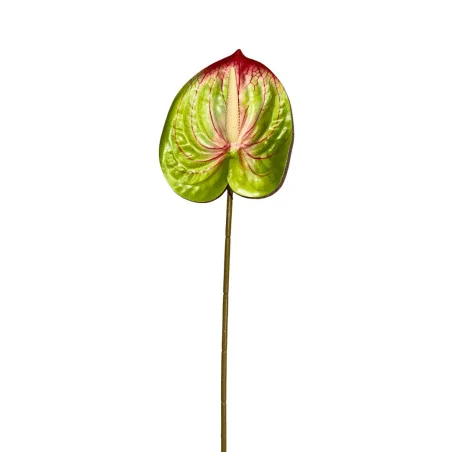 Anthurium Vert et Rouge