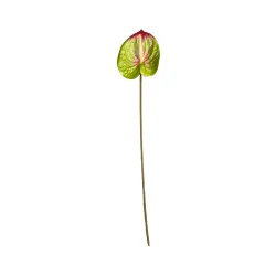 Anthurium Vert et Rouge