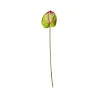 Anthurium Vert et Rouge