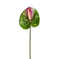 Anthurium Vert et Bordeaux