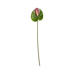 Anthurium Vert et Bordeaux