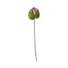 Anthurium Vert et Bordeaux