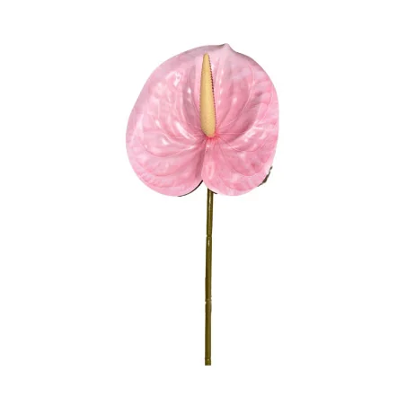 Anthurium Rose Clair