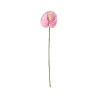 Anthurium Rose Clair
