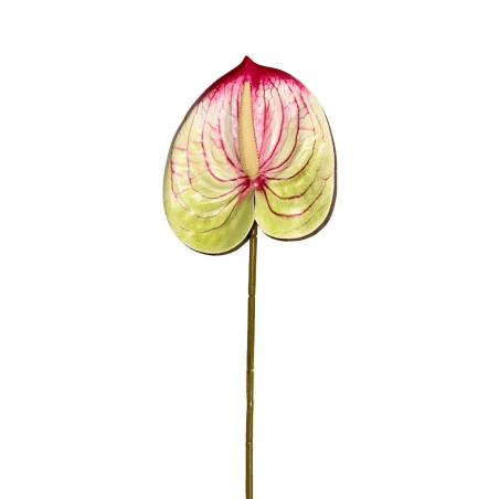 Anthurium Vert Clair et Rouge
